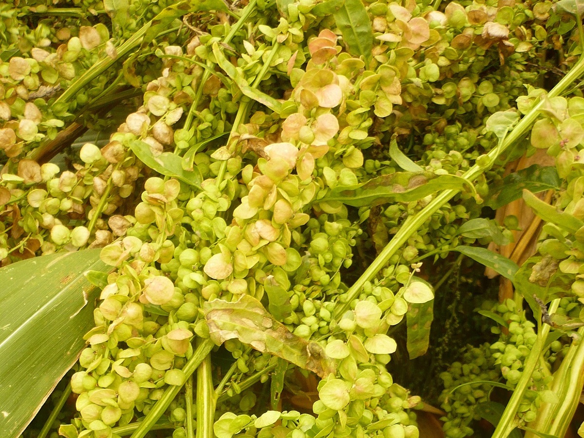 Atriplex hortensis (Amaranthaceae)